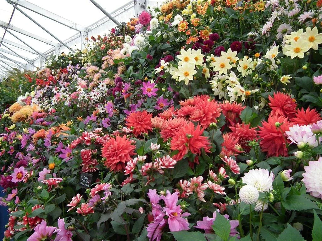 Floral marquee in the long water area 43